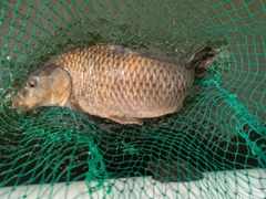 コイの釣果