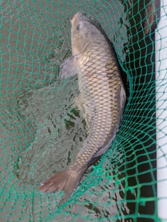 コイの釣果