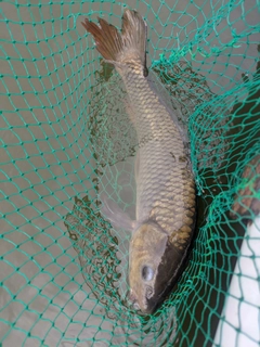 コイの釣果