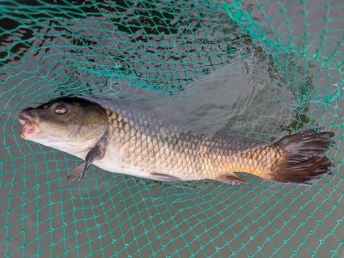 コイの釣果