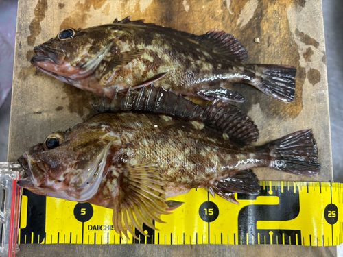 カサゴの釣果