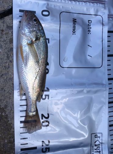 イシモチの釣果