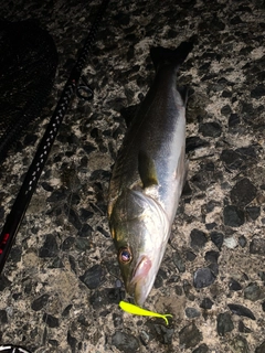 セイゴ(マルスズキ)の釣果