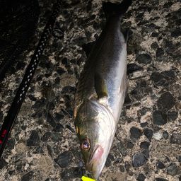 セイゴ（マルスズキ）