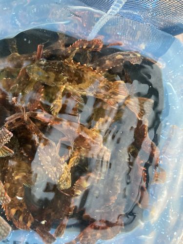 アラカブの釣果