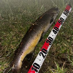 ブラウントラウト