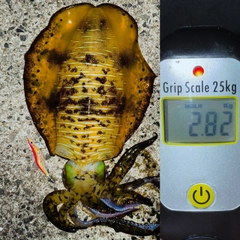 アオリイカの釣果