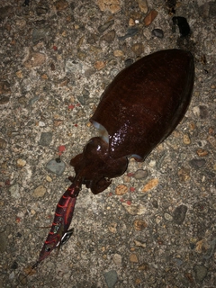 コウイカの釣果