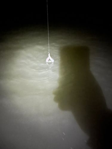 ウナギの釣果