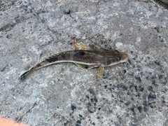 イネゴチの釣果
