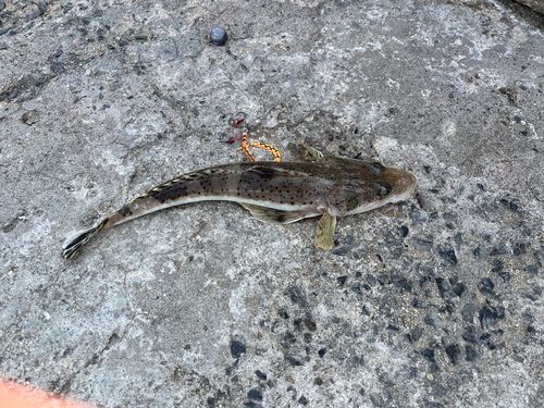 イネゴチの釣果