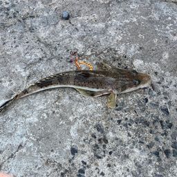 イネゴチ