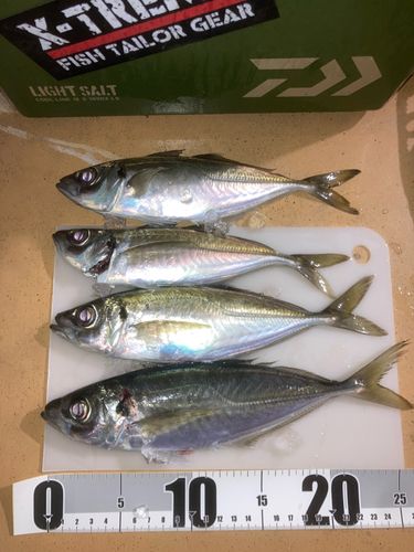 アジの釣果