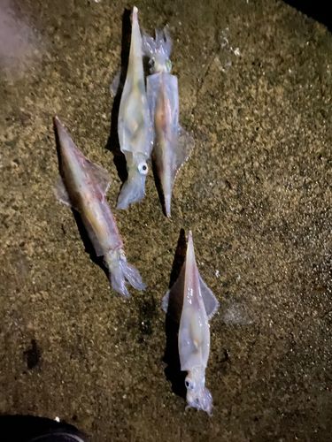 釣果