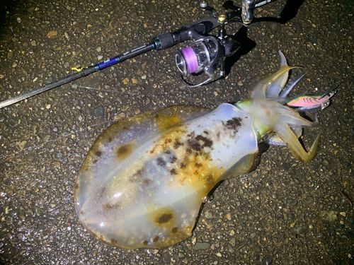 アオリイカの釣果