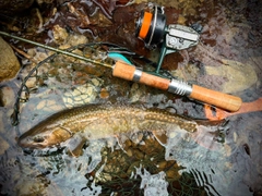 イワナの釣果