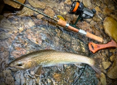 イワナの釣果