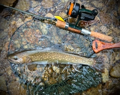 イワナの釣果