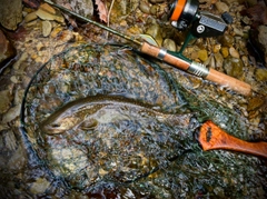 イワナの釣果