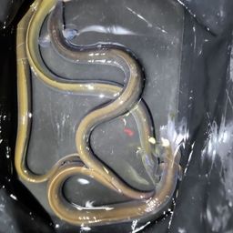 ウナギ