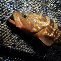 キジハタの釣果