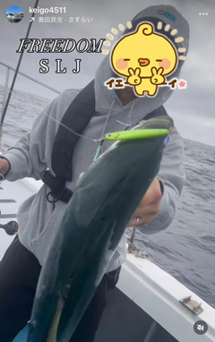 ヤズの釣果