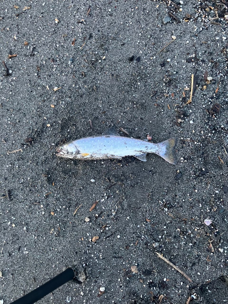 アメマス