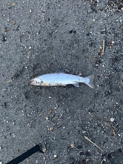 アメマスの釣果