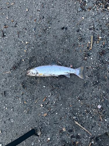 アメマスの釣果