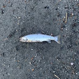 アメマス