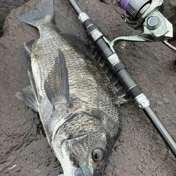 クロダイ