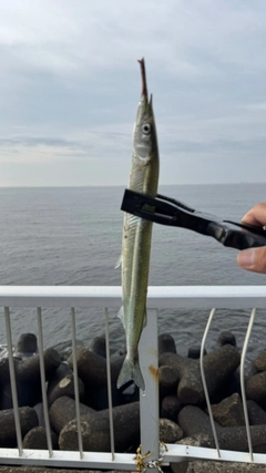 サヨリの釣果