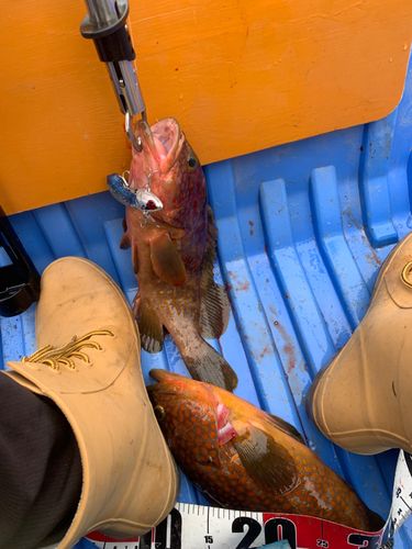 キジハタの釣果