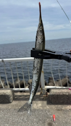 サヨリの釣果
