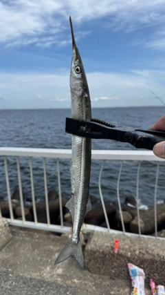 サヨリの釣果