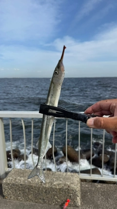 サヨリの釣果
