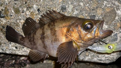 メバルの釣果