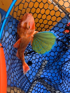 ホウボウの釣果