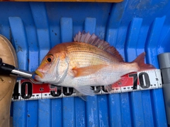 レンコダイの釣果