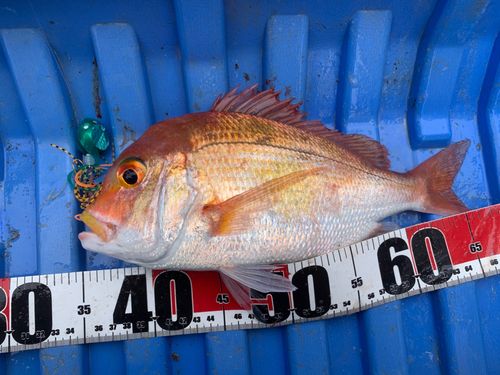 レンコダイの釣果