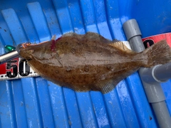 ヒラメの釣果