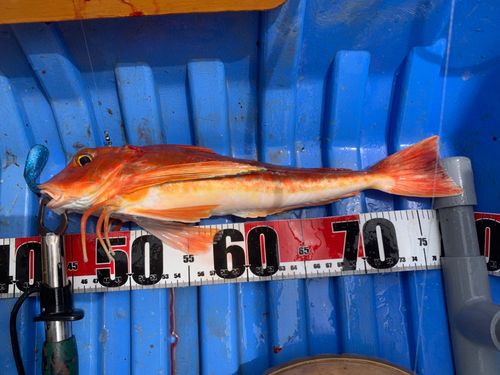 ホウボウの釣果