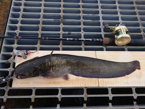 マナマズの釣果