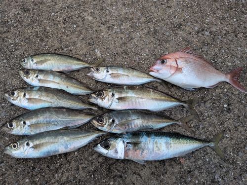 マアジの釣果