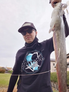 マナマズの釣果