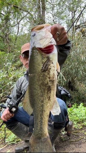 ブラックバスの釣果