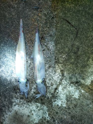 アカイカの釣果