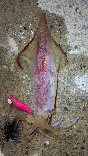 ケンサキイカの釣果