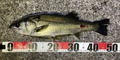 フッコ（マルスズキ）の釣果