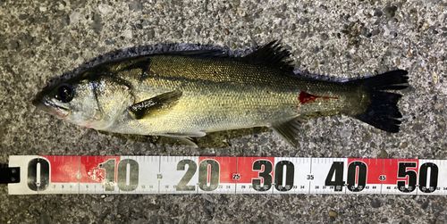 フッコ（マルスズキ）の釣果